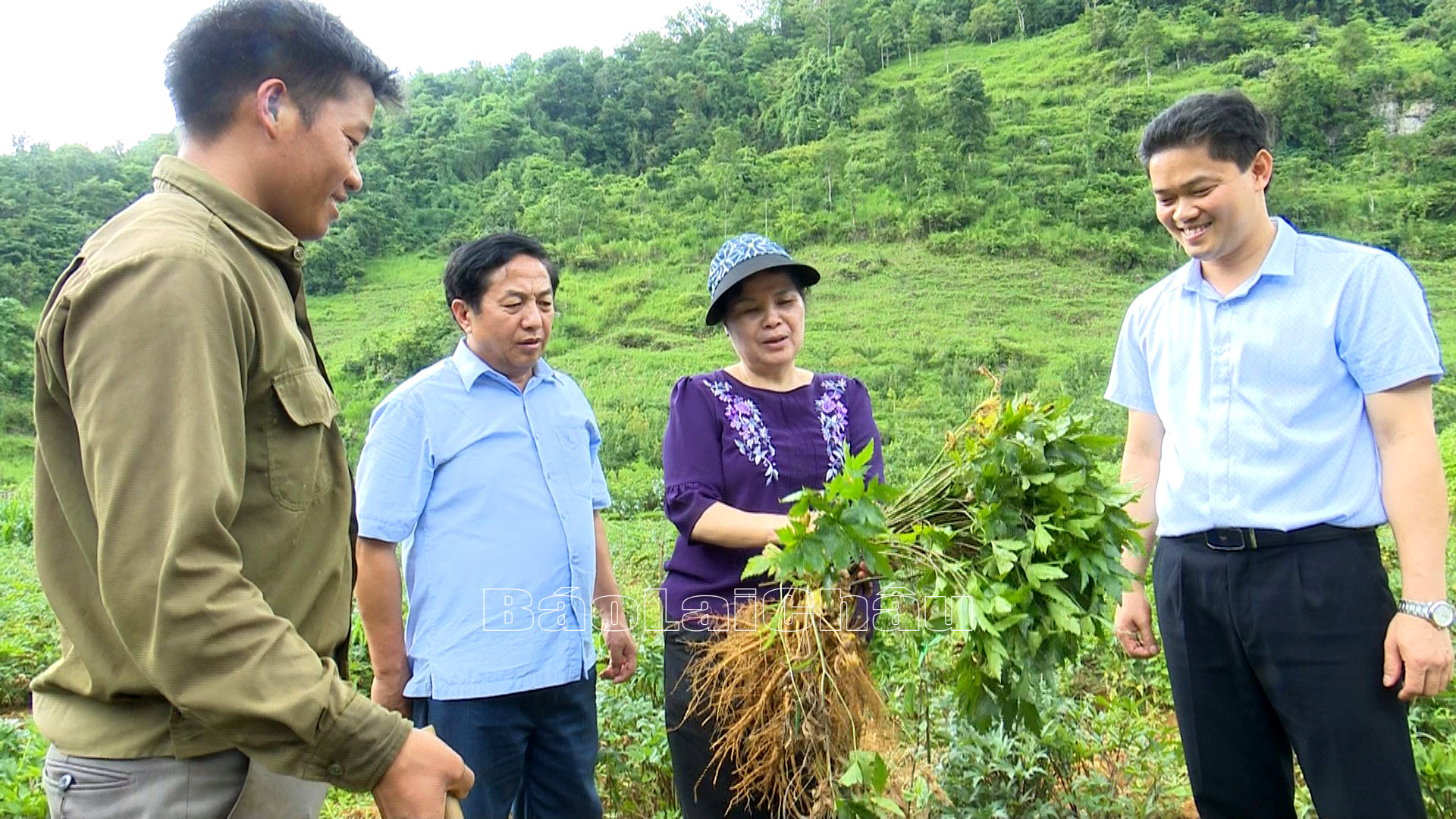 ….thăm mô hình trồng cây đương quy tại xã Nùng Nàng (huyện Tam Đường)