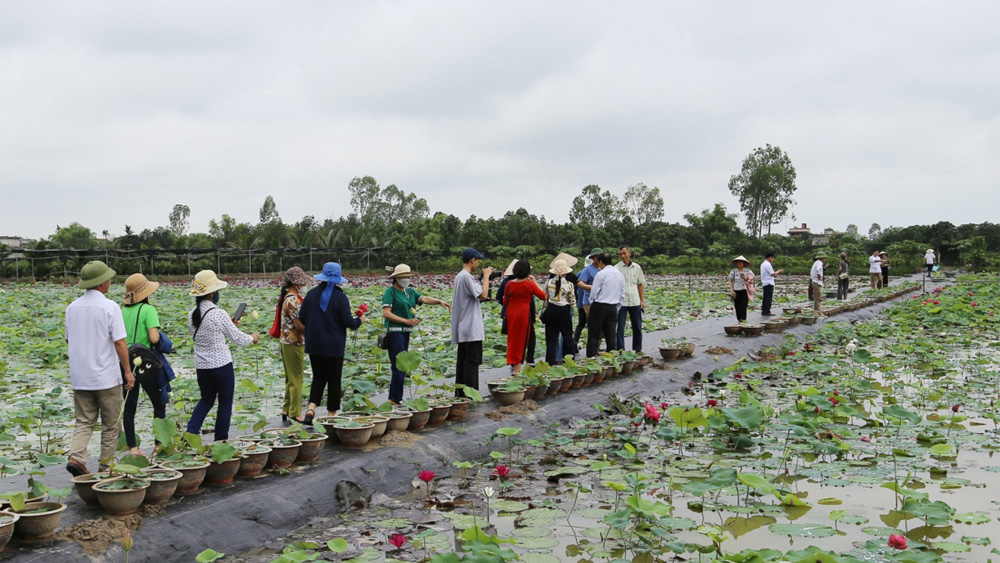 Mùa sen Thái Bình, mùa hè, nở rộ, mảng màu rực rỡ, thu hút du khách, chiêm ngưỡng, chụp ảnh,  miếu thờ Công chúa Diệu Dung, sen ngàn cánh