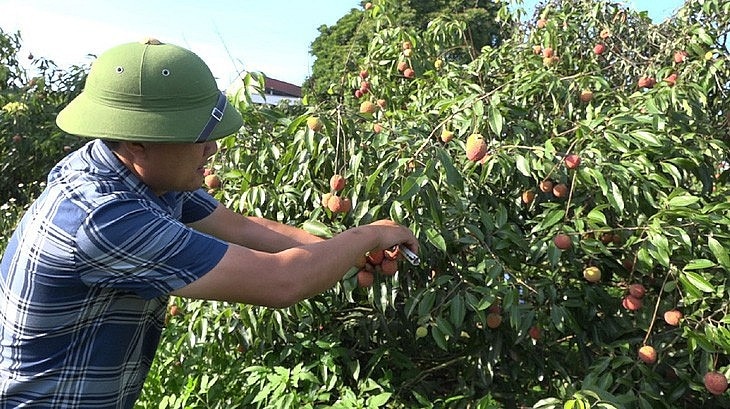 Vải không hạt Thanh Hóa đi máy bay sang Anh, Nhật Bản - Ảnh 2. Thu hoạch vải không hạt ở xã Nguyệt Ấn, huyện Ngọc Lặc - Ảnh: CTV