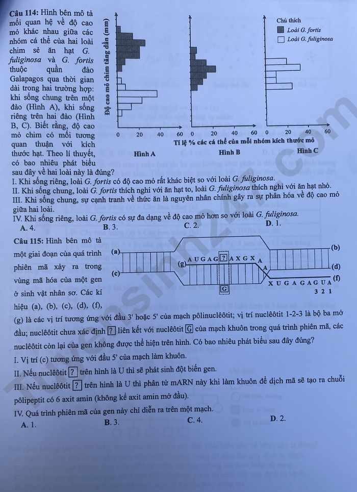 de thi tot nghiep thpt 2023 mon sinh hoc ma de 222 hinh 4