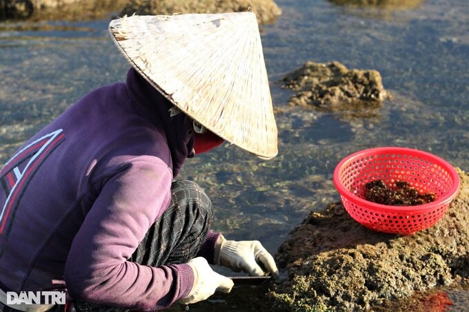 Còng lưng, khom gối cạo tiền trên ghềnh đá - 4