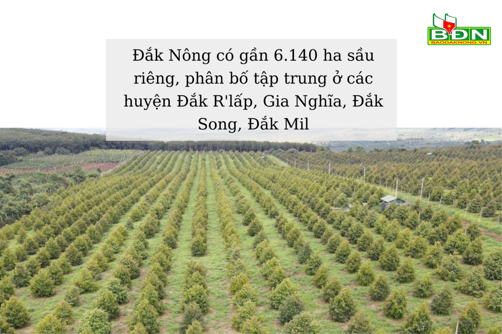 sau-rieng-dang-mang-lai-hieu-qua-kinh-te-cao-cho-nguoi-dan-so-voi-cac-loai-cay-trong-khac-tai-dia-phuong.-8-(1).png