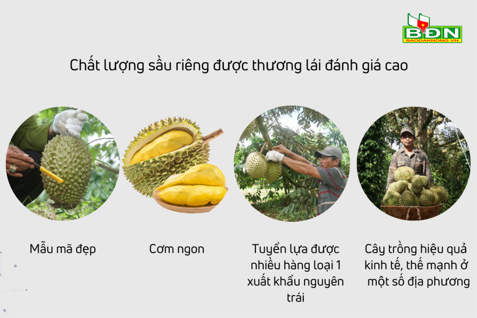 sau-rieng-dang-mang-lai-hieu-qua-kinh-te-cao-cho-nguoi-dan-so-voi-cac-loai-cay-trong-khac-tai-dia-phuong.-4-(1).png