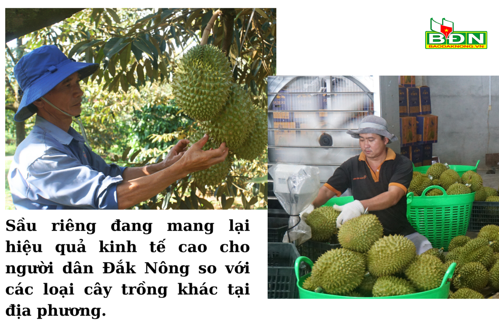 sau-rieng-dang-mang-lai-hieu-qua-kinh-te-cao-cho-nguoi-dan-so-voi-cac-loai-cay-trong-khac-tai-dia-phuong.-2-(1).png