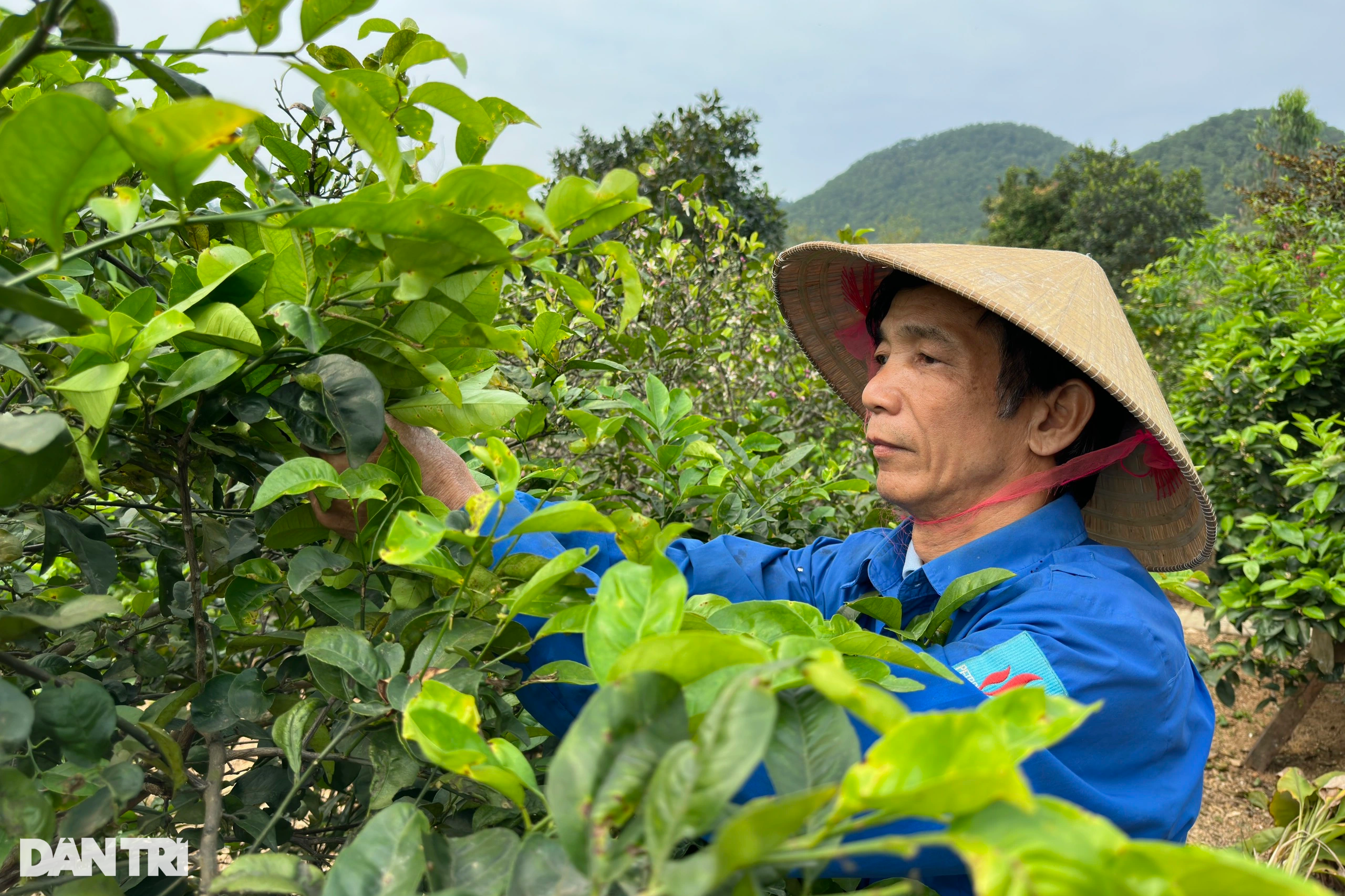 Việc nhẹ, mang lại thu nhập khá nhờ loại lá phổ biến ở vùng nông thôn - 5