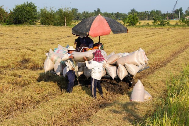 Giá gạo xuất khẩu của Việt Nam duy trì ở gần mức cao nhất trong 2 năm