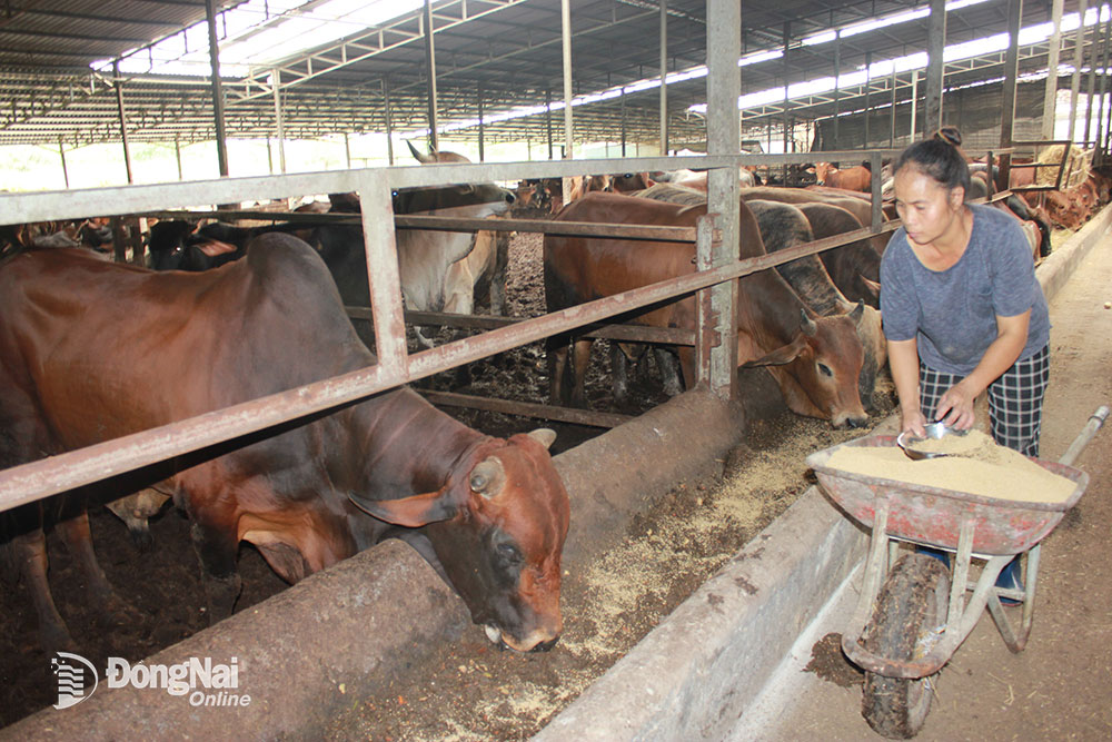 Trại nuôi bò tại xã Xuân Trường (H.Xuân Lộc)