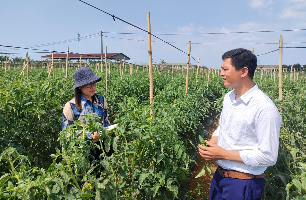 Anh Đào Tuấn chia sẻ về cách trồng, chăm sóc cà chua theo tiêu chuẩn VietGAP