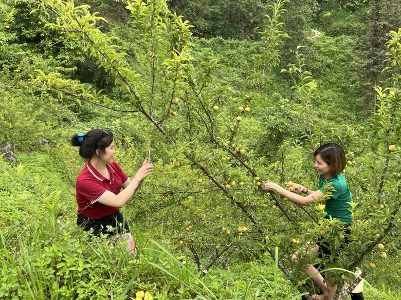 du khach tham quan và trai nghiệm thu hoach man (4).jpg