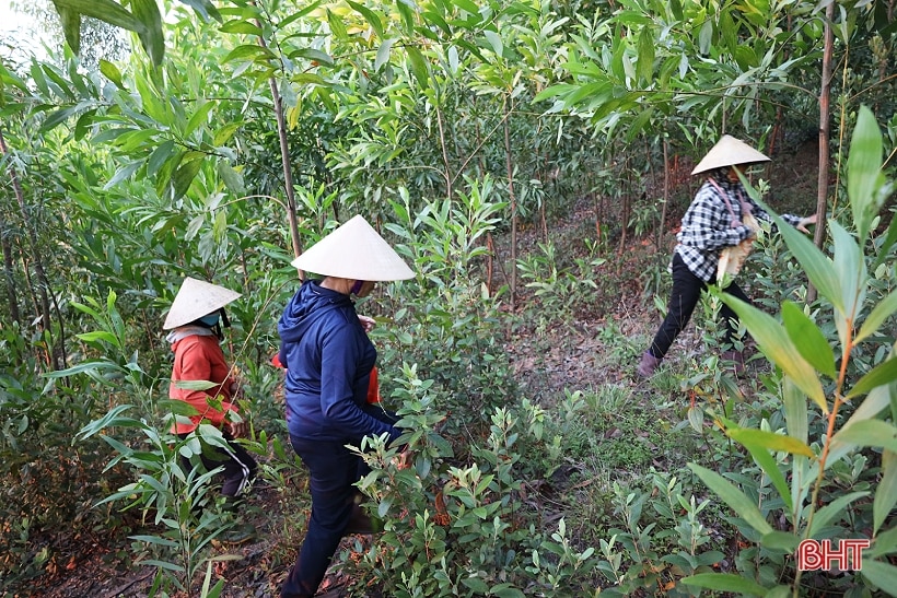 Đến hẹn lại lên đồi hái sim ở Thạch Hà