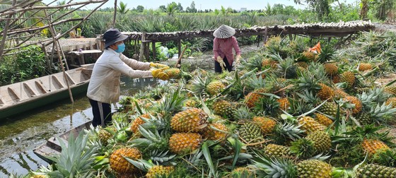 Trồng khóm ở Đồng Tháp Mười thu tiền tỷ mỗi năm ảnh 5