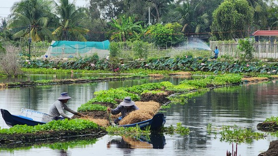 Trồng rau trên mặt nước ảnh 5