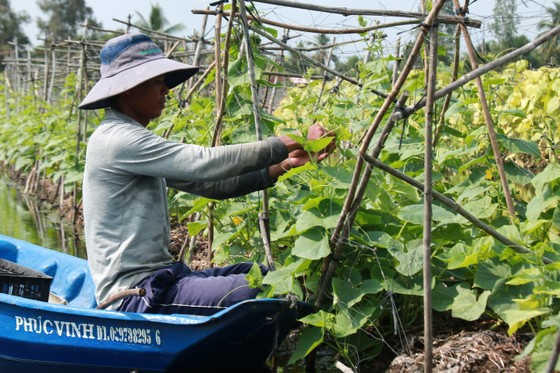 Trồng rau trên mặt nước ảnh 6