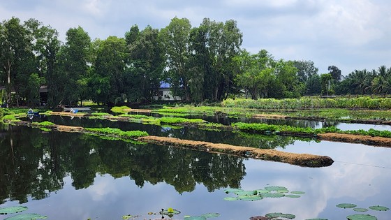 Trồng rau trên mặt nước ảnh 4