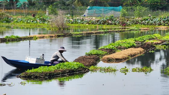 Trồng rau trên mặt nước ảnh 9