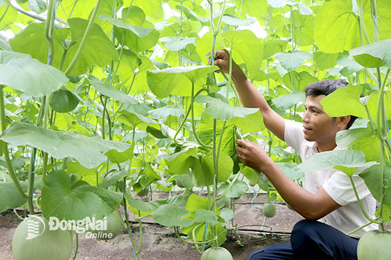 Nông dân đầu tư công nghệ cao trồng dưa lưới trong nhà màng tại xã Bảo Quang, TP.Long Khánh