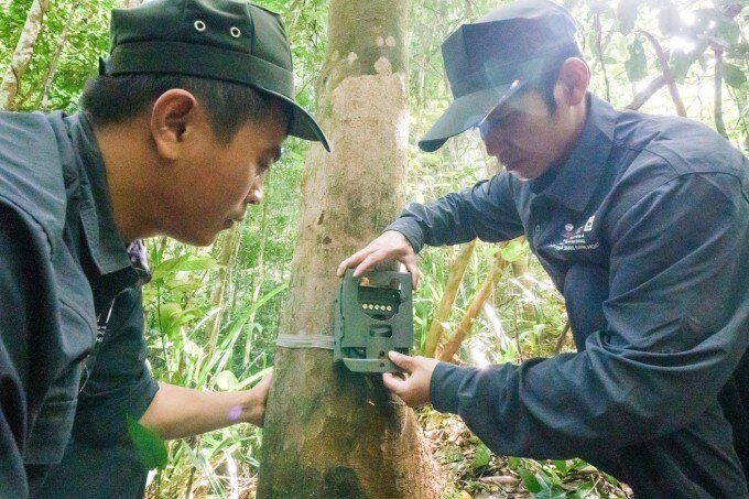 Việc sử dụng công nghệ SMART và Camera trap đã hỗ trợ quá trình giám sát và theo dấu sao la và các loài Động vật hoang dã khác (Ảnh: WWF Việt Nam)