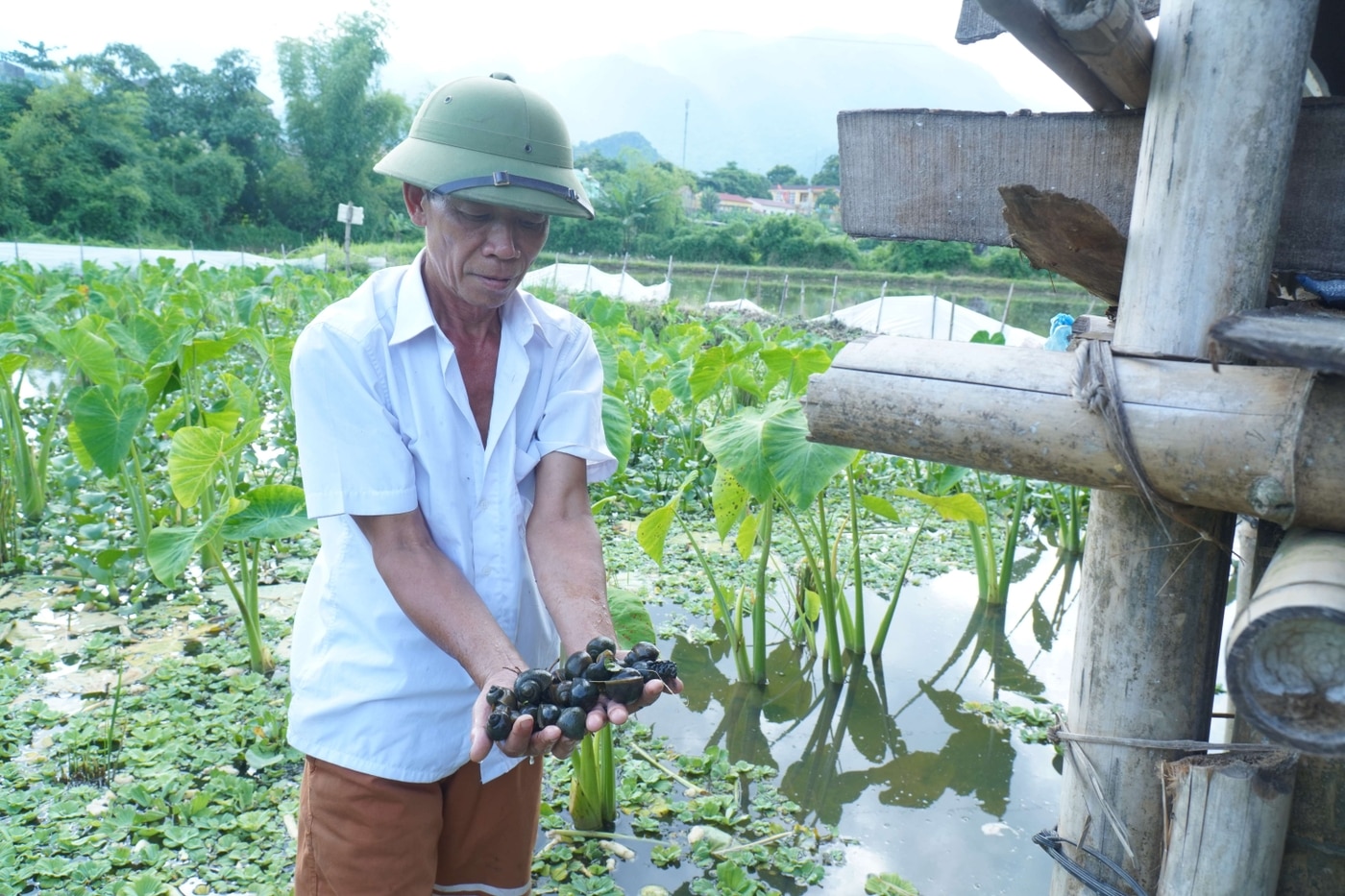 Thu nhập trăm triệu đồng từ mô hình nuôi ốc ảnh 2