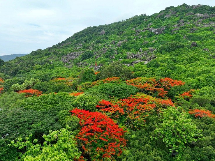 Tháng 7, sắc phượng thắm đỏ màu anh hùng