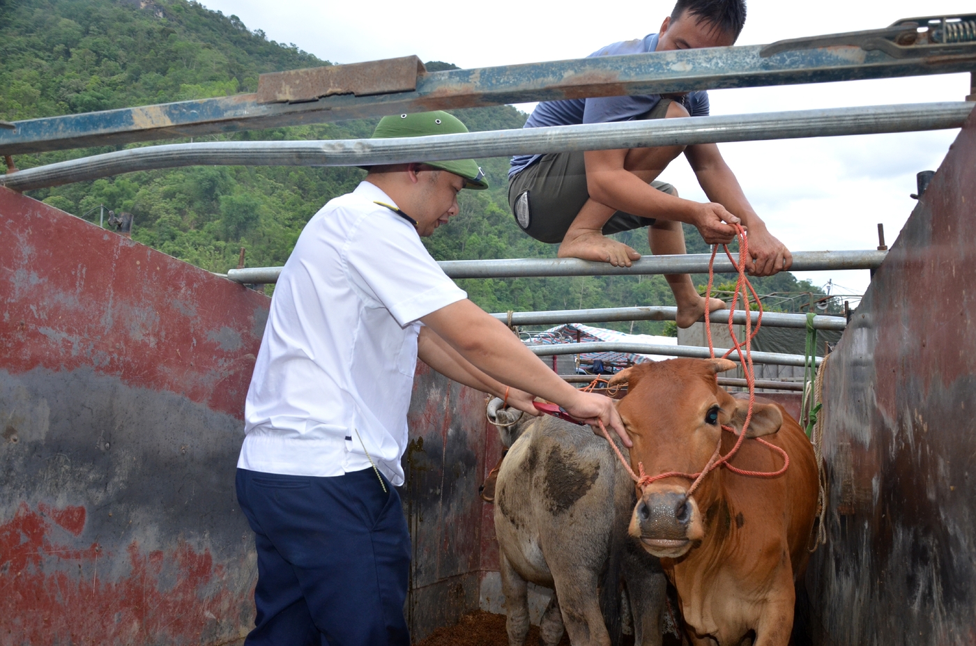 Nhộn nhịp chợ bò Nghiên Loan ảnh 3