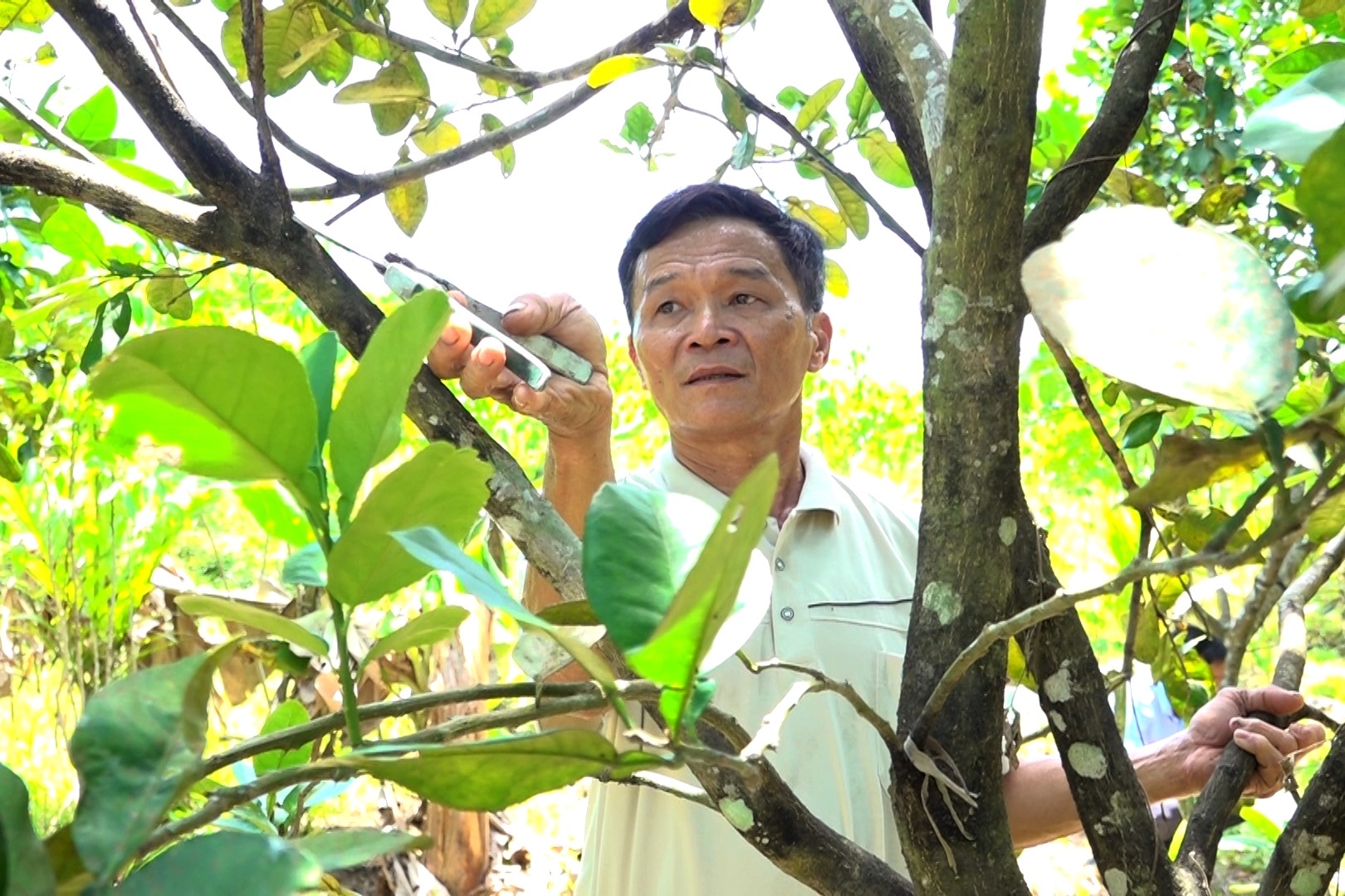 Khí hậu khắc nghiệt nên nông dân trồng bưởi cần chăm sóc kỹ lưỡng, đúng kỹ thuật. Ảnh: H.Đ