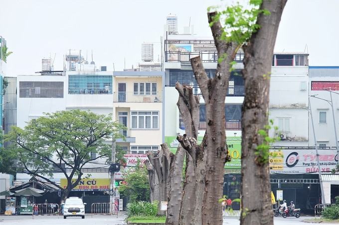 Hàng cây phượng còn thân cây sau khi bị cắt hết nhánh ở khu y tế kỹ thuật cao Hoa Lâm Shangri-La, quận Bình Tân. Ảnh: Phương Nhi