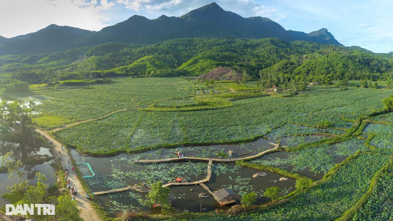 Cánh đồng sen bạt ngàn, đẹp hút hồn ở Quảng Nam - 1