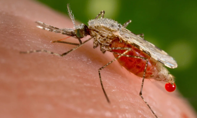 Muỗi Anopheles stephensi, có thể mang mầm bệnh sốt rét, đang hút máu người. Ảnh: James Gathany/CDC/Handout/Reuters