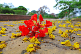 Tháng bảy đong đầy...