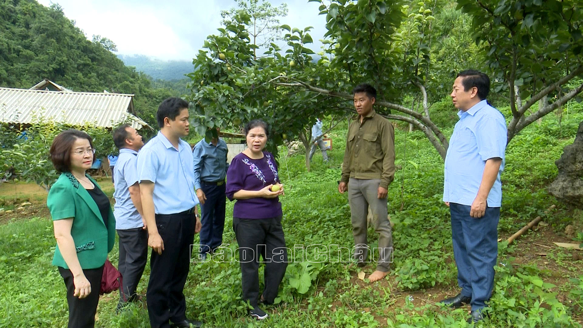 Các đồng chí lãnh đạo Tỉnh ủy thăm hỏi, động viên hộ dân trồng lê tại bản Nùng Nàng, xã Nùng Nàng (Tam Đường).