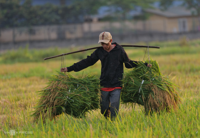 Người dân gặt lúa ở Sơn Tây (Hà Nội). Ảnh: Ngọc Thành