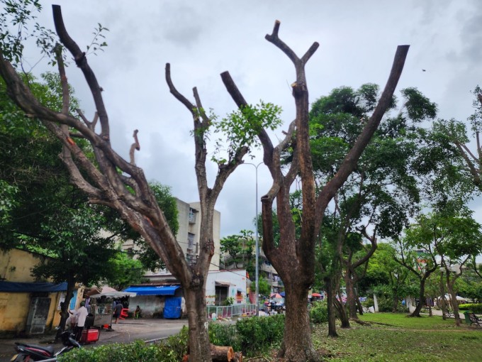 Hàng cây me tây ở công viên Thanh Đa, quận Bình Thạnh trơ trọi sau khi được cắt tỉa. Ảnh: Đình Văn