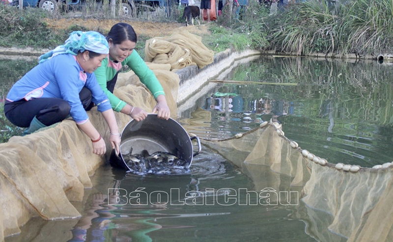 Nông dân xã Bản Giang (huyện Tam Đường) đầu tư Quỹ hỗ trợ nông dân nuôi thả cá thịt. 