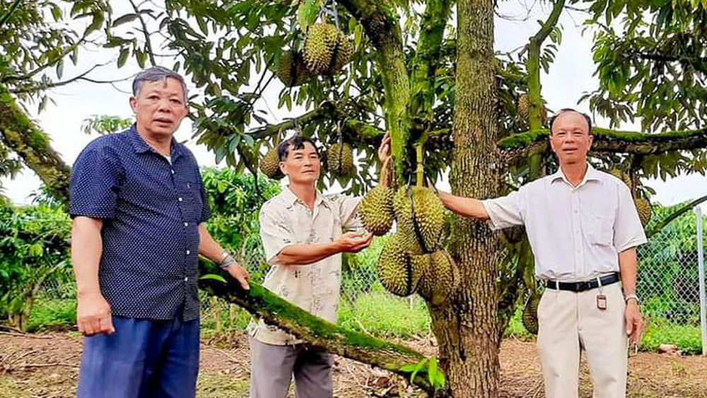 Hội Cựu chiến binh huyện Di Linh tham quan mô hình sản xuất giỏi của hội viên. Ảnh: Nhật Quỳnh