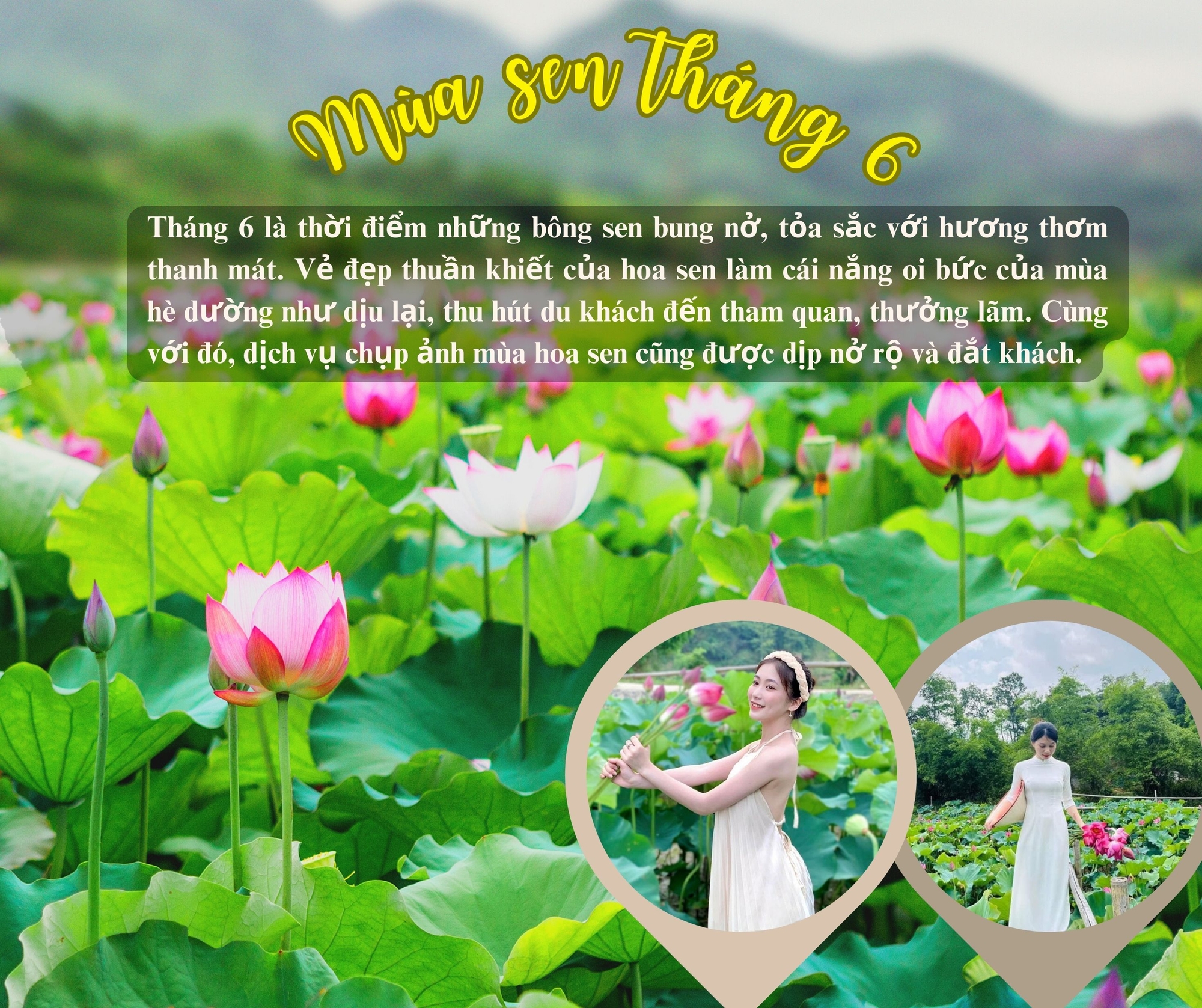 Mùa sen tháng 6 ảnh 1