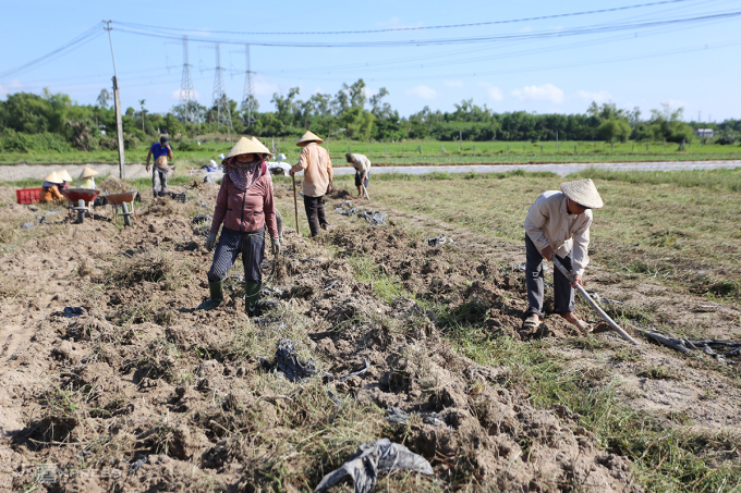 Anh Dưỡng thuê người thu hoạch hai sào sâm Bố Chính. Ảnh: Đắc Thành