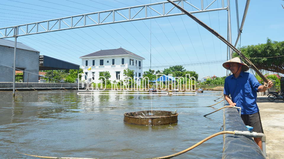 Kiểm tra tốc độ sinh trưởng của tôm thẻ chân trắng tại gia đình ông Đinh Văn Bảng ở xóm 10, xã Phúc Thắng (Nghĩa Hưng).