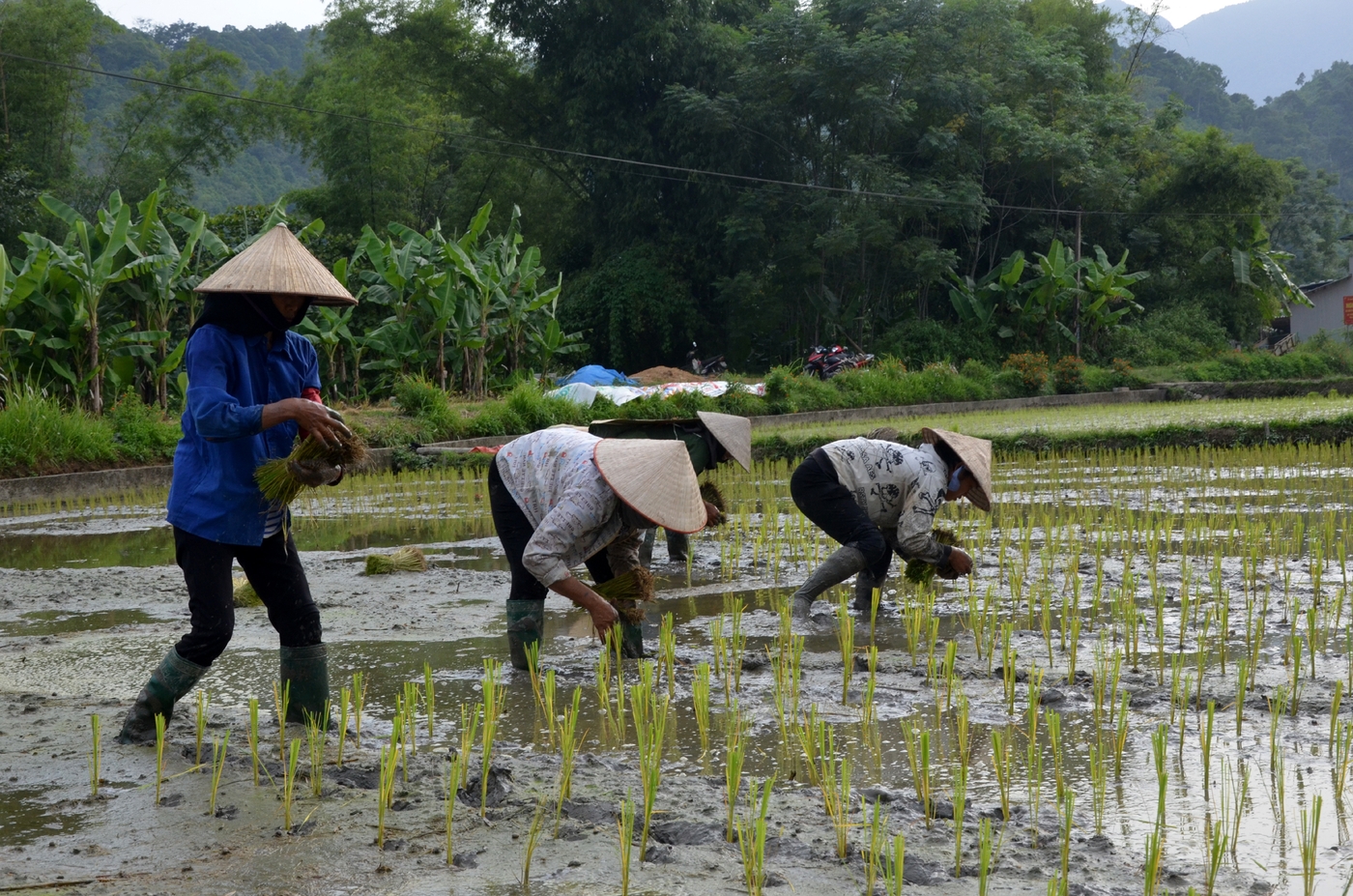 Tập trung sản xuất vụ mùa đúng khung thời vụ ảnh 1