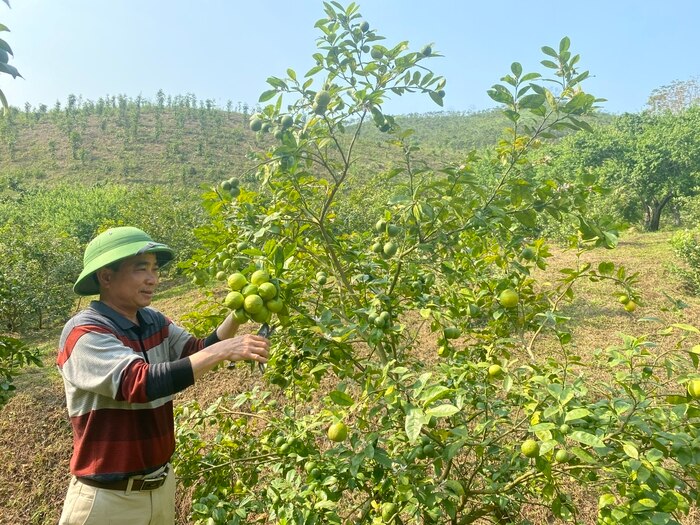 Trồng cây chanh bông tím cho quả quanh năm ảnh 1