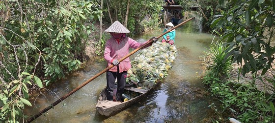 Trồng khóm ở Đồng Tháp Mười thu tiền tỷ mỗi năm ảnh 4