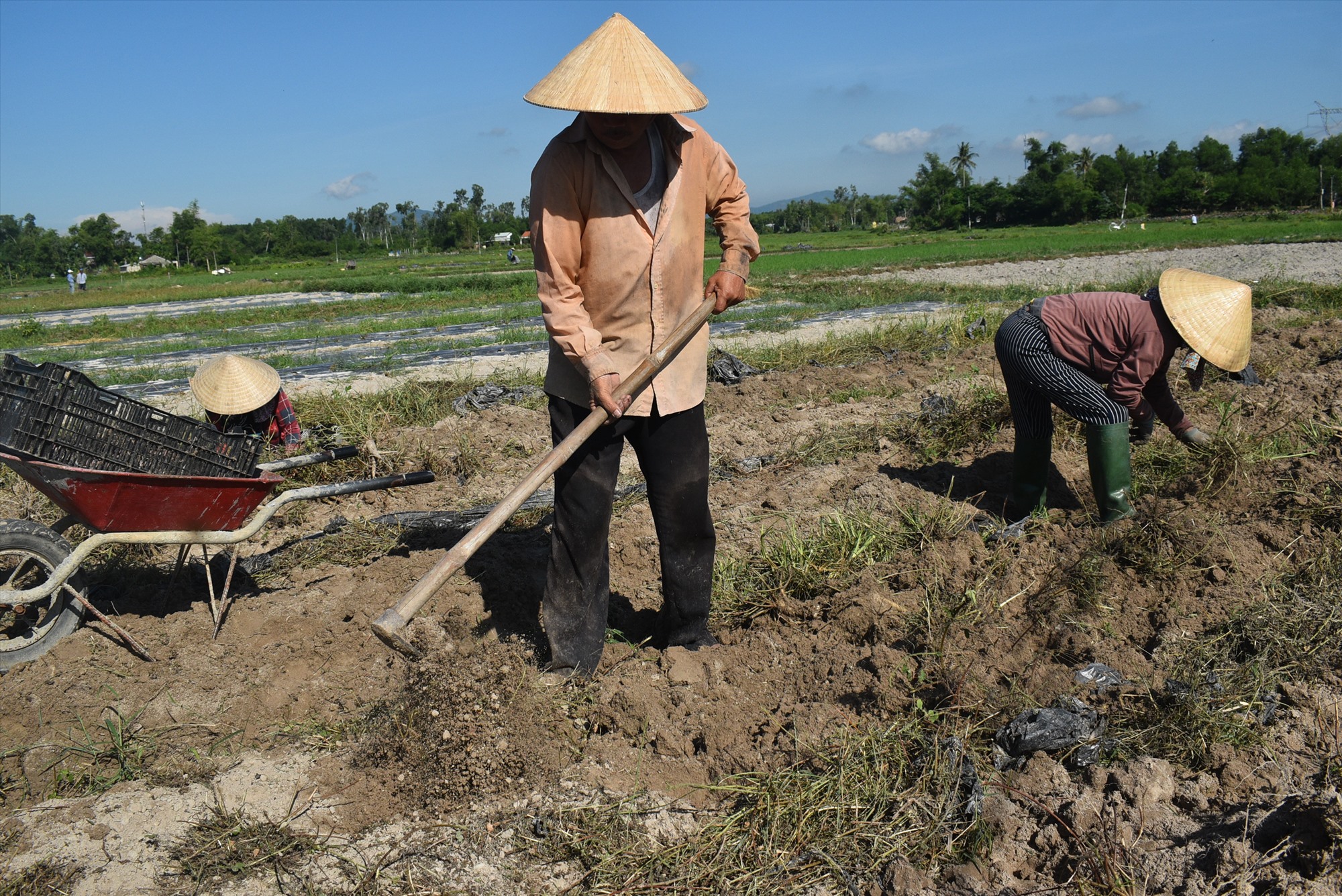 Người dân dùng cuốc để đào lấy củ sâm Bố Chính. Ảnh: N.Q