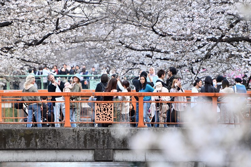 Hoa anh đào Nhật Bản nở rộ ở Tokyo. (Nguồn: Mainichi)