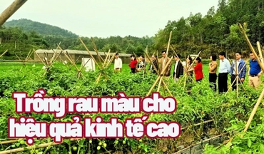 Sản xuất rau quả hữu cơ cho hiệu quả kinh tế cao