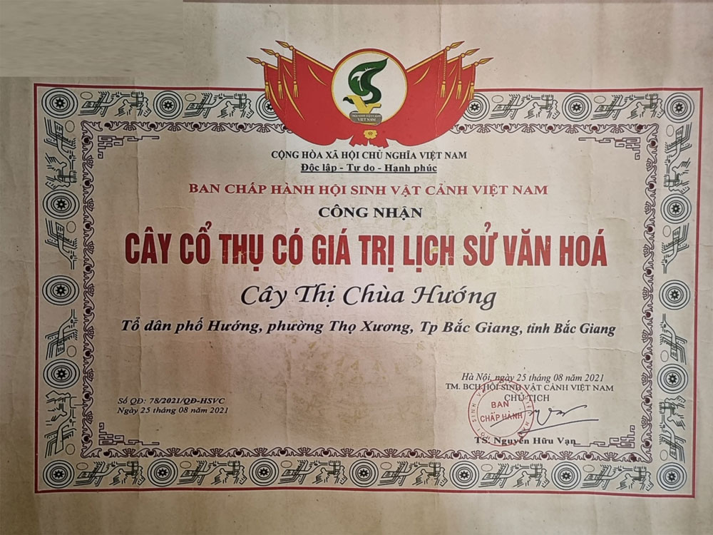 chùa Hướng, Độc lạ, cây thị hơn 300 tuổi ở Bắc Giang,  cây thị ở phường Thọ Xương,