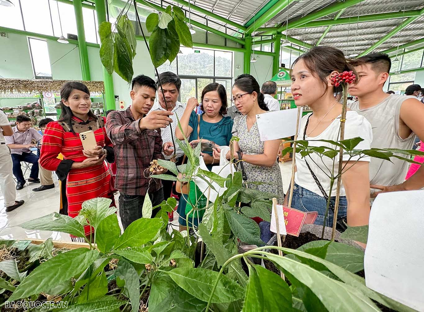 Quảng Nam: 60 gian hàng tham gia phiên chợ sâm Ngọc Linh