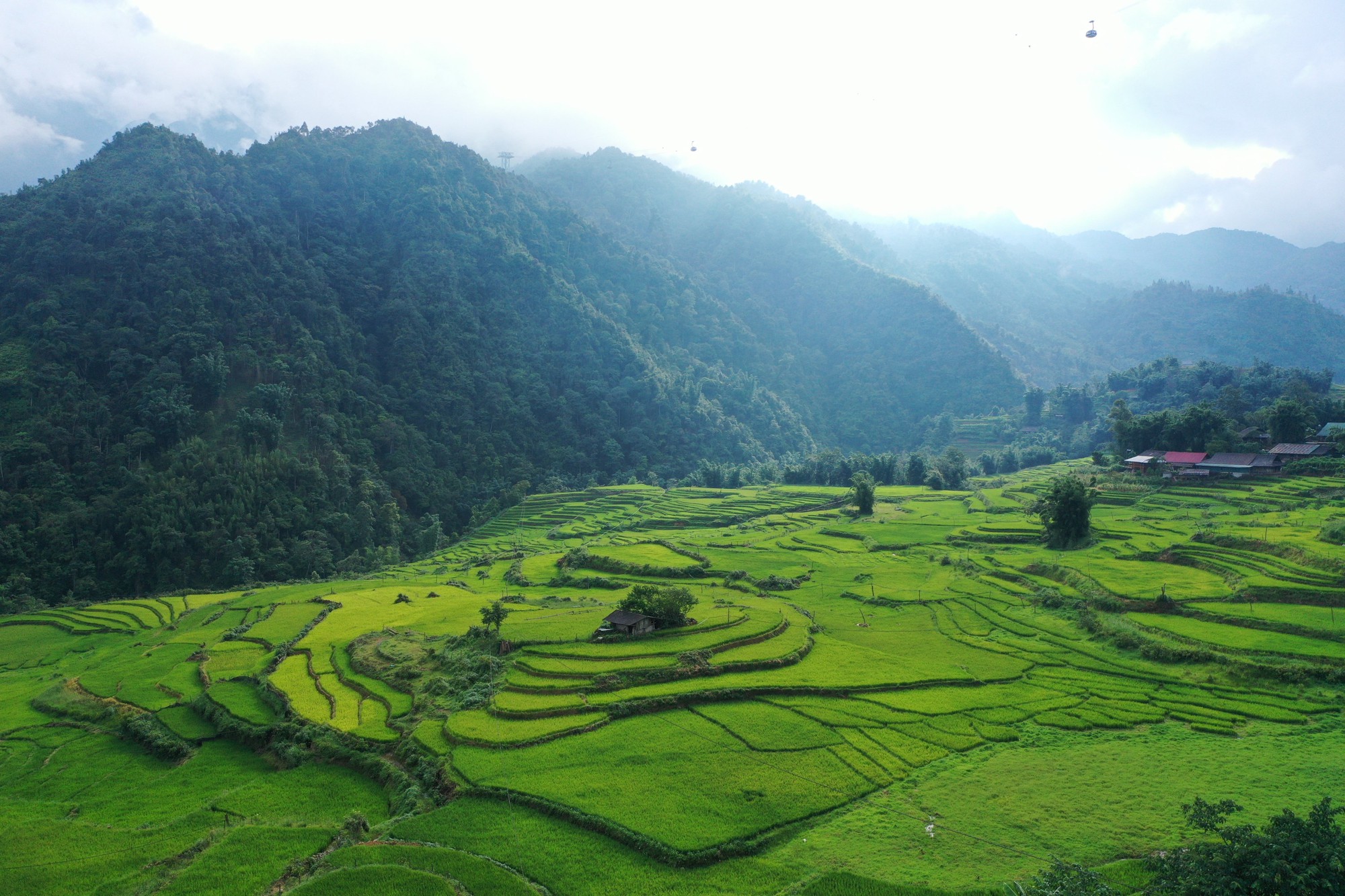 Ruộng bậc thang Sa Pa chín sớm làm 'say lòng' lữ khách - Ảnh 7.