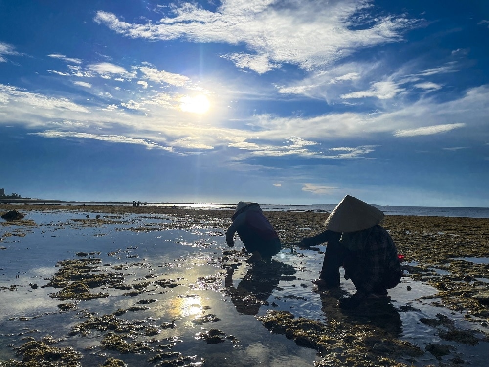 Việc khai thác loài thực vật biển này diễn ra hàng năm, đem lại thu nhập đáng kể cho người dân nơi đây.