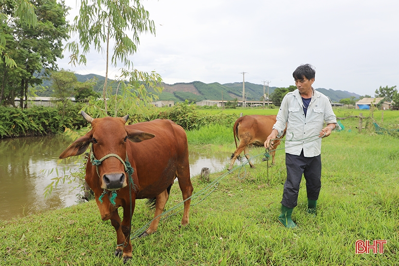 Giá bò hơi “rớt” mạnh, người chăn nuôi Hà Tĩnh thua lỗ 