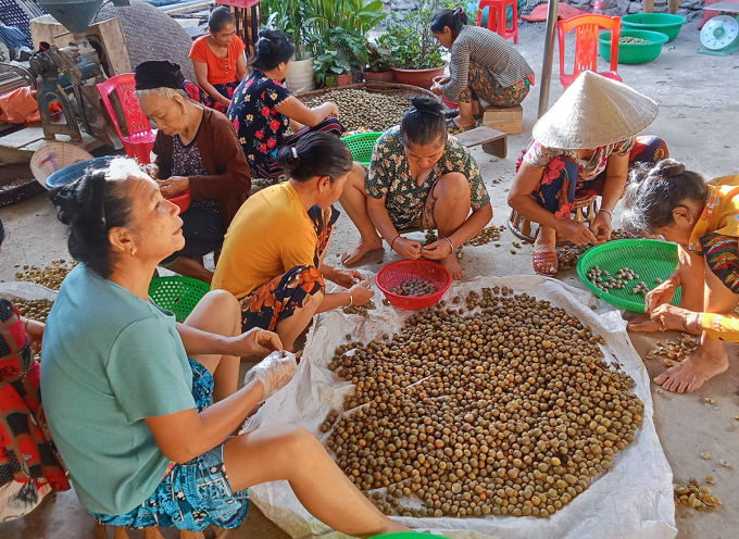 Người dân vùng cao Nghệ An tập trung tách hạt bo bo hồi đầu tháng 8. Ảnh: Hùng Lê