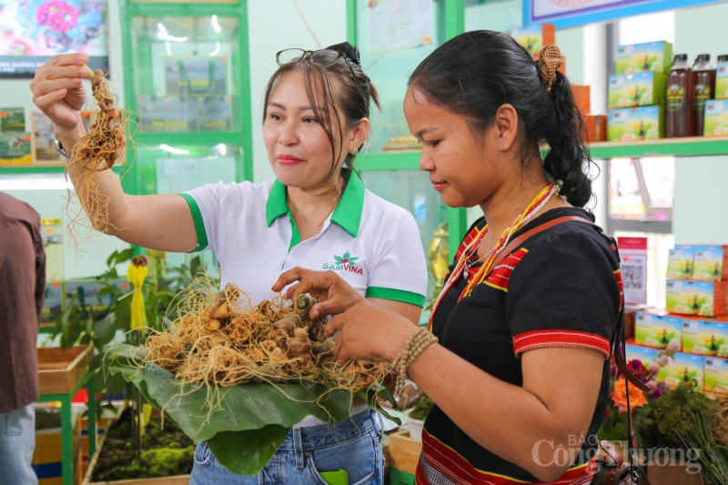 Cùng chung tay để sớm thành lập Hiệp hội sản xuất sâm Việt Nam